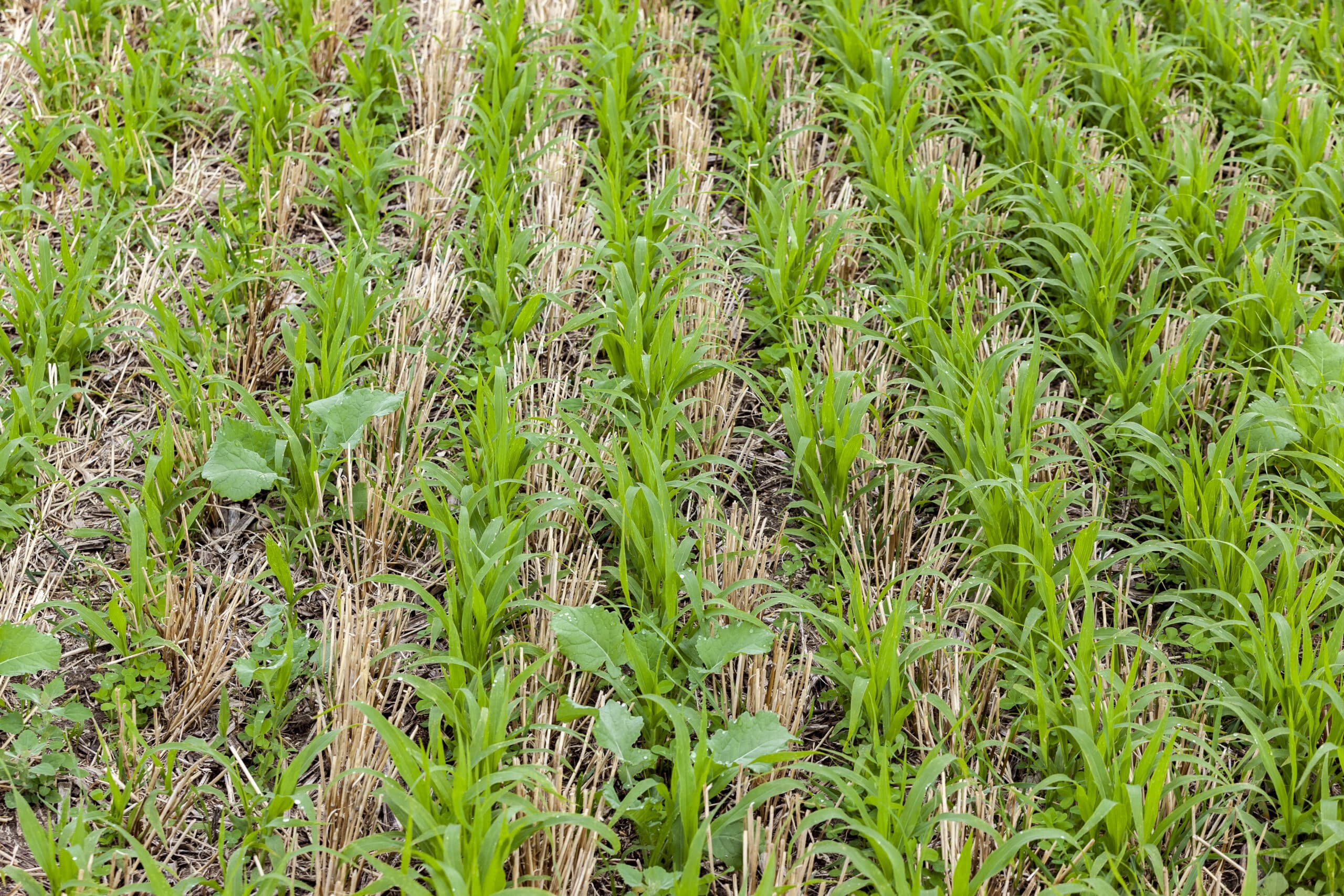 Cover Crop