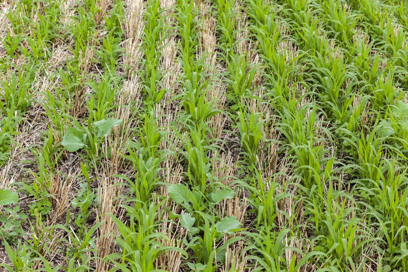 Cover Crop